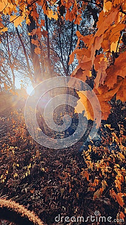 Colorfull Fall Theme Stock Photo