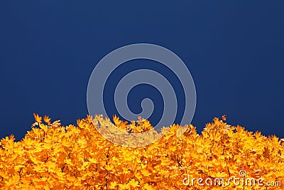 Autumn tree Stock Photo