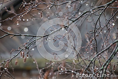 Autumn tree branch without leaves in shimmering raindrops close-up. Magical soft light, the glare of the sun in the water drops. A Stock Photo