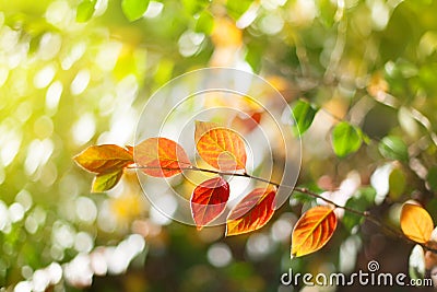 Autumn tree branch with red and yellow leaves on blurred bokeh background with sun light, fall season nature abstract image Stock Photo