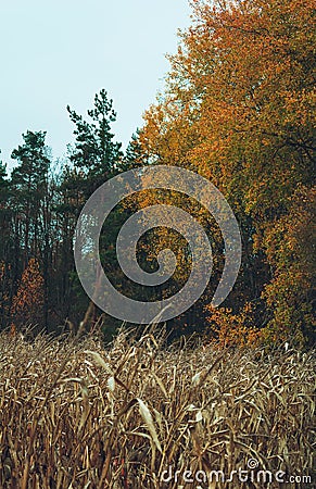 Autumn tree with corn and meadow, colored photo Stock Photo