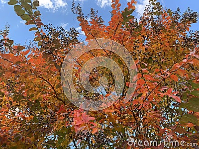 Autumn Tree Stock Photo