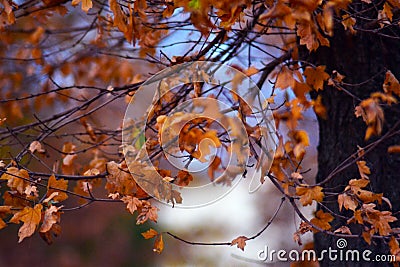 tree branches with fall foliage Stock Photo