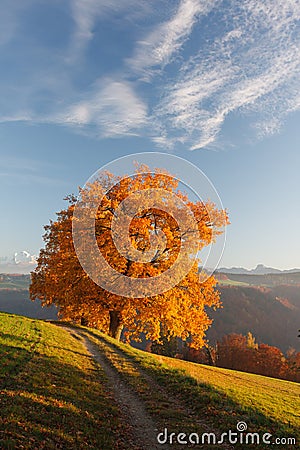 Autumn tree in golden colours with path Stock Photo