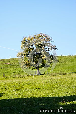 autumn tree meadow Stock Photo