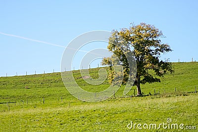 autumn tree meadow Stock Photo