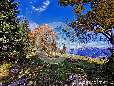 Autumn tree over Glarus in the Swiss Alps Stock Photo