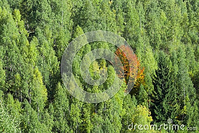 Autumn tree standing in the green crowd Stock Photo