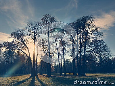 Autumn tree in sunshine, retro effect Stock Photo