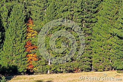 Autumn tree surrounded by green trees Stock Photo