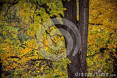 Autumn tree with yellow leaves Stock Photo