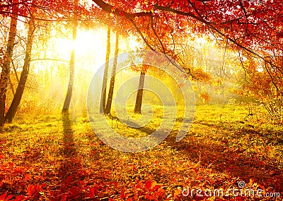 Autumn Trees Stock Photo