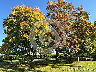 Autumn trees Stock Photo