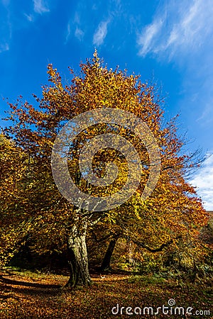Autumn trees in a forest Stock Photo