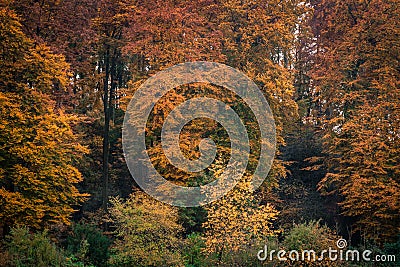 Autumn Trees Stock Photo