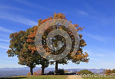Autumn Trees Stock Photo