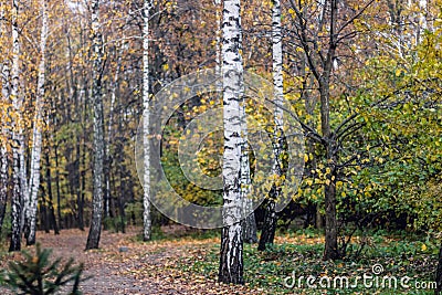 Autumn trees, leaves. Betuful autumn landscape. Uman, Ukraine. The most beautiful plase in Europe. National Ukraine park Sofiivka Stock Photo