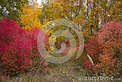 Autumn trees with leaves of bright colors green red yellow Stock Photo