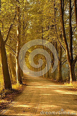 Autumn trees lining road Stock Photo