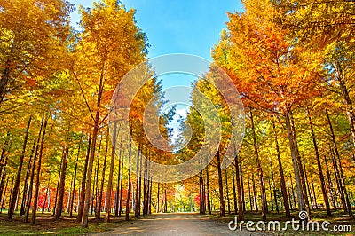 Autumn trees in Nami island. Stock Photo