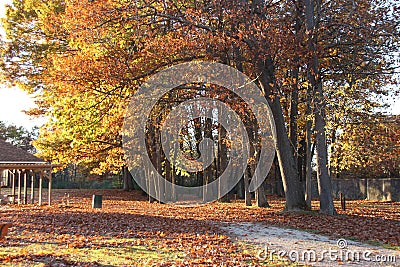 Autumn Trees at Park Stock Photo