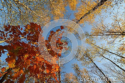 Autumn trees pattern. Bottom view of trees in autumn forest Stock Photo