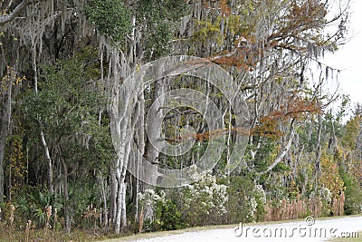 Autumn trees at Sweetwater Wetlands Gainesville, Florida Stock Photo