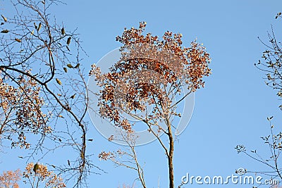 Autumn trees Stock Photo