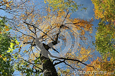 Autumn Treetops Stock Photo