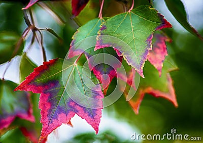 Autumn turning Sunset-Maple Leaves Stock Photo