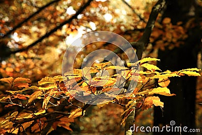 Autumn variations. Art of nature. Stock Photo