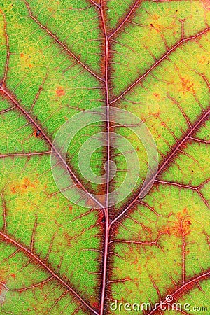 Autumn various colors - from green to red and yellow - in one oak leaf Stock Photo