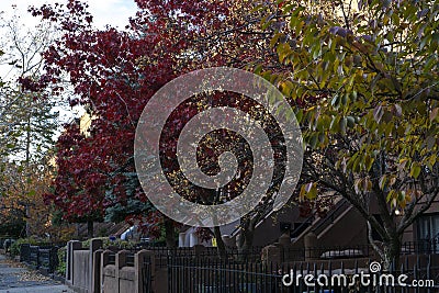Autumn with various colors of trees on the yards of brownstones in the neighborhood of Brooklyn, NY. Beautiful fall with leaves Stock Photo