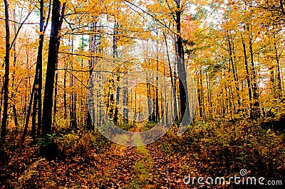 Autumn in Vermont Stock Photo