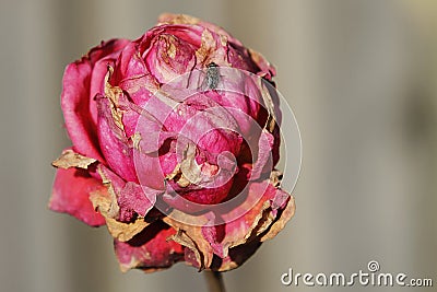 Autumn view: dead rose Stock Photo