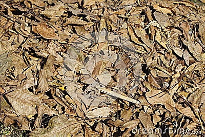 Autumn view: fallen leaves Stock Photo