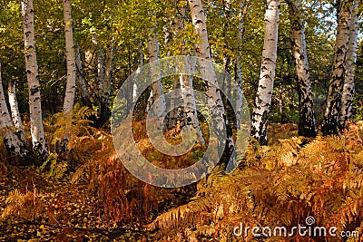 Autumn view of the famous white birch forest of Manziana in Lazio near Rome Stock Photo