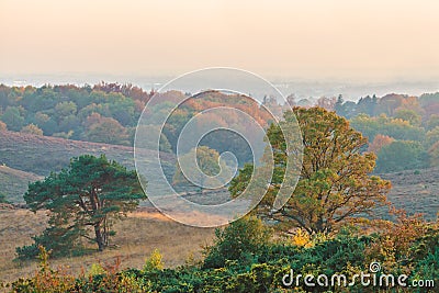 Autumn view of the national park Veluwe in The Netherlands Stock Photo