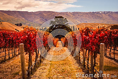 Autumn view of vineyard rows with the tree, New Zealand Stock Photo