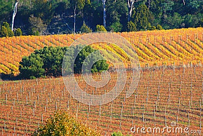 Autumn Vines Stock Photo