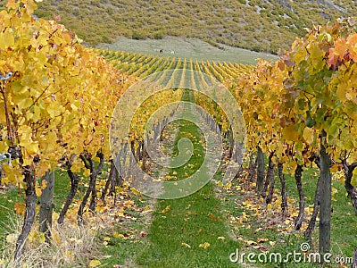 Autumn vineyard Gibbston Valley, New Zealand Stock Photo