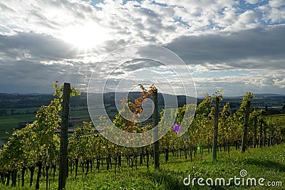 Autumn vineyard on sunny slope in town Weinfelden, in Switzerland arranged in rows. Stock Photo