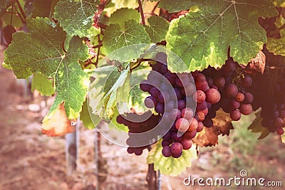 Autumn vineyards with organic grape on vine branches. Wine making concept Stock Photo