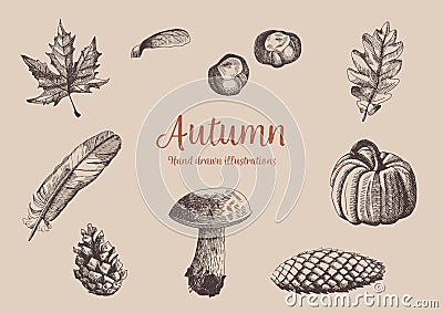 Autumn vintage hand drawn collection. Illustration of leaves, mushroom, pumkin, cones, feather and chestnuts. Botanical. Vector Illustration