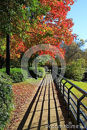 Autumn Walk with distinct shadows and brilliant fall foliage Stock Photo