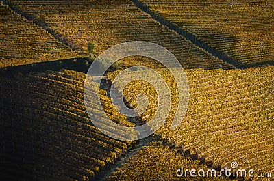Autumn walk after harvest in the hiking paths between the rows and vineyards of nebbiolo grape, in the Barolo Langhe hills, Stock Photo