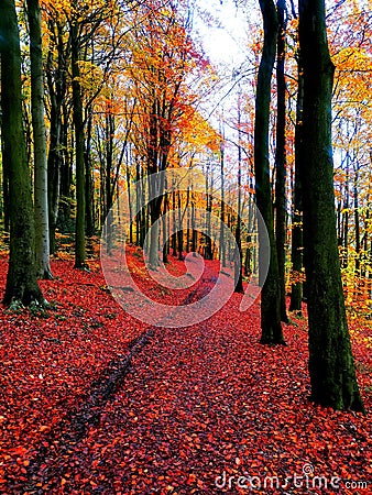 Autumn walks colourful trees reds orange yellows Stock Photo