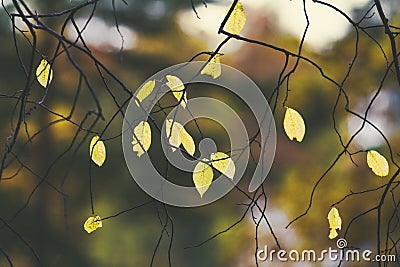 Autumn wallpaper, ash branches with rare yellow leaves Stock Photo