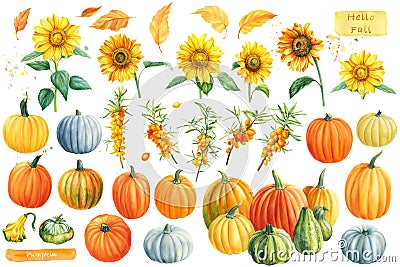 Autumn watercolor clipart. Pumpkins, sunflowers, sea buckthorn on a white isolated background. Cartoon Illustration