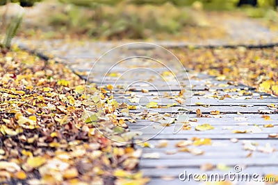 Autumn way. Picturesque wooden path in the park during a leaf fall Stock Photo